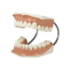 SOMSO Model of a Set of Teeth