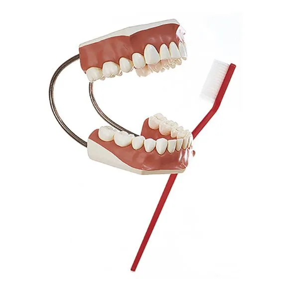 SOMSO Model of a Set of Teeth